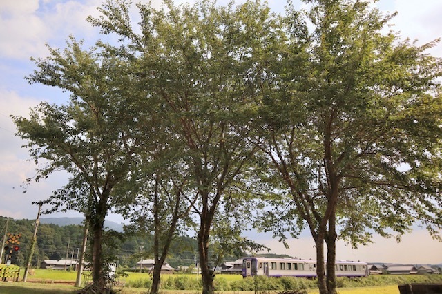 image1.jpeg